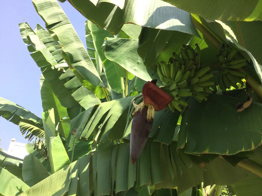 a 4th bunch but nothing has ripened yet 1200